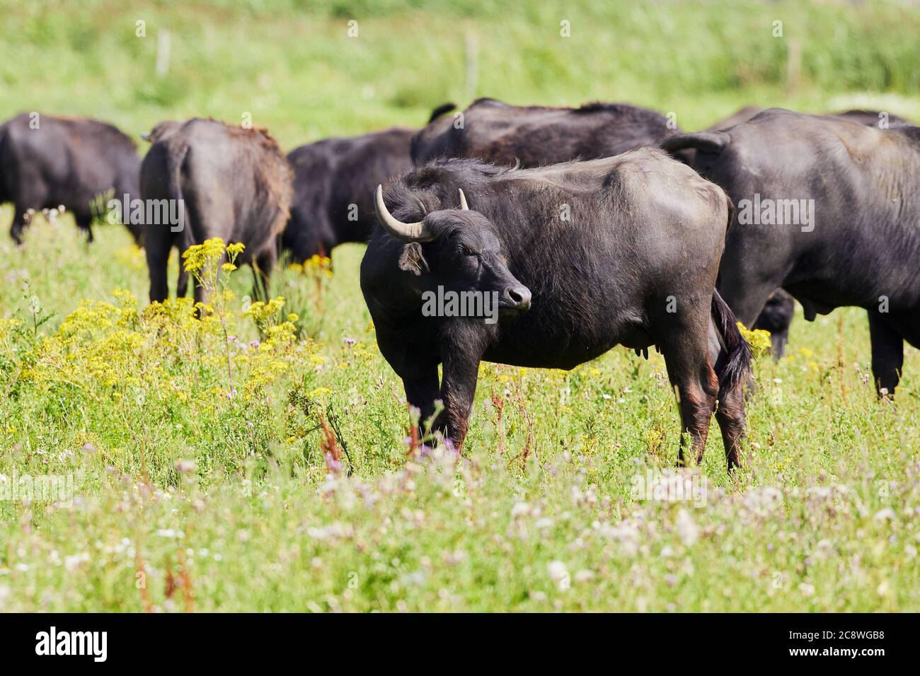 Herd of domestic buffalo cows standing close together in a meadow surrounded by white and yellow flowers. (Bubalus arnee bubalis) Stock Photo