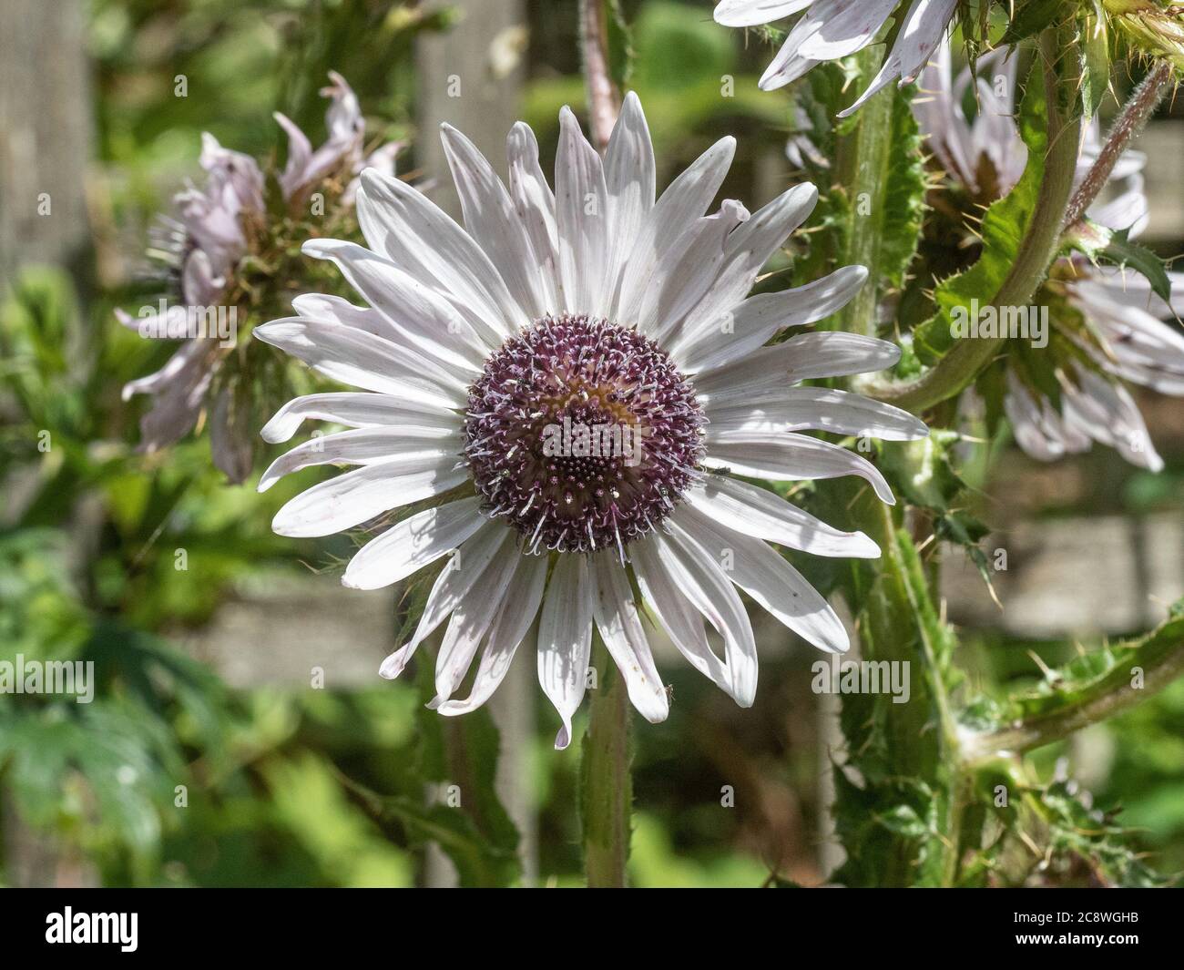 A close up of a single pale mauve flower of Berkheya purpurea Stock Photo