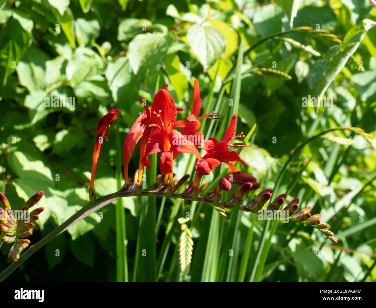 A single flower spike of the deep red Crocosmia Lucifer against a green foliage background Stock Photo