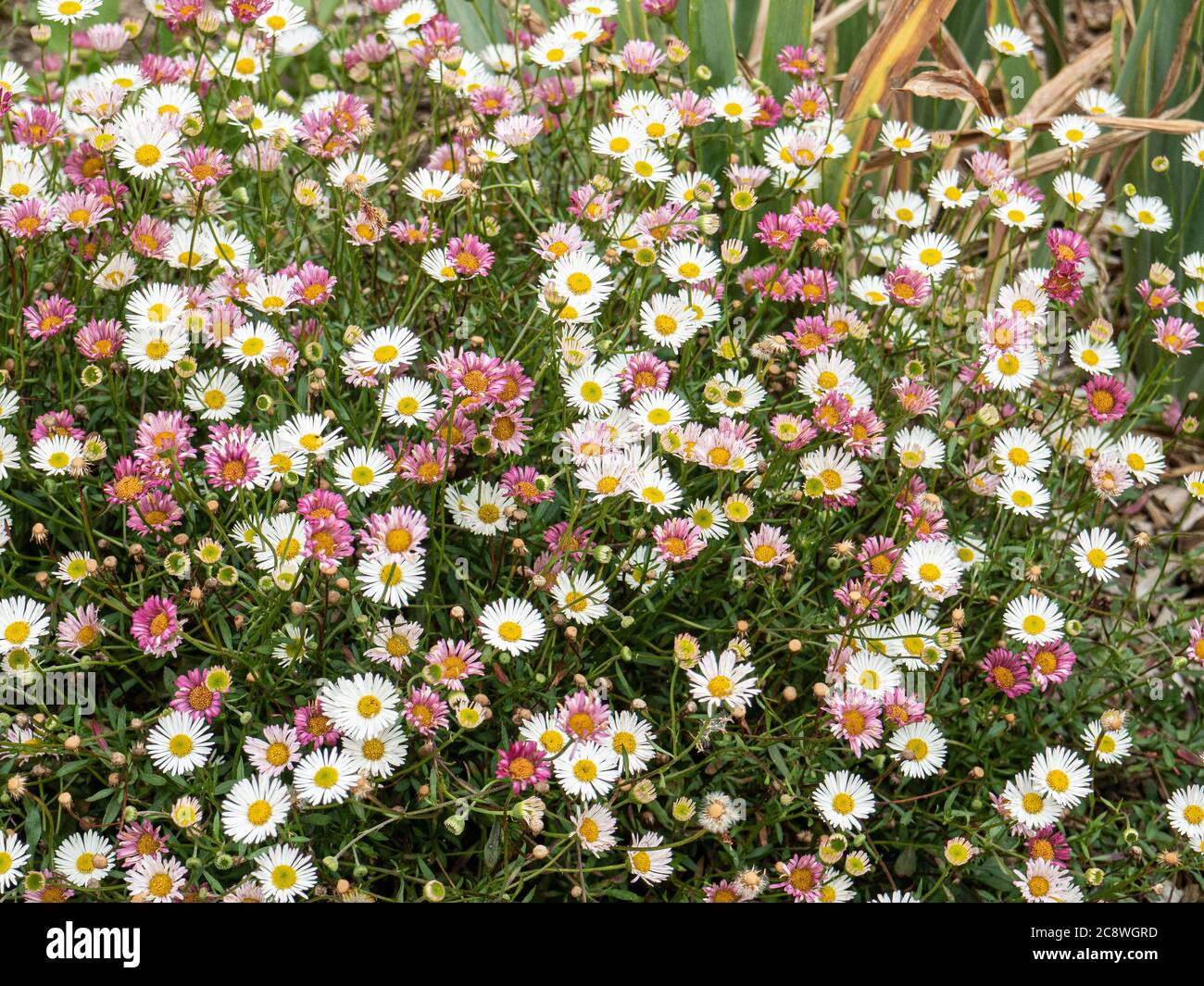 A clump of Erigeron karvinskianus in flower showing a mix of the white flowers changing to pink as they age Stock Photo