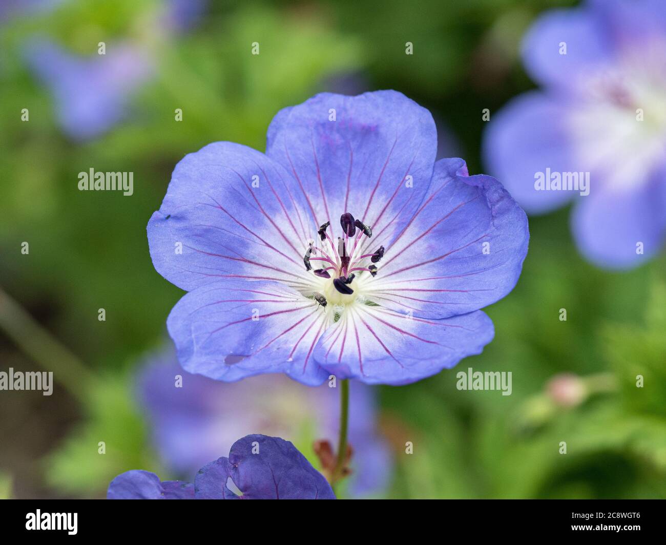 A close up of the purple flowers of the the popular Geranium Rozanne Stock Photo