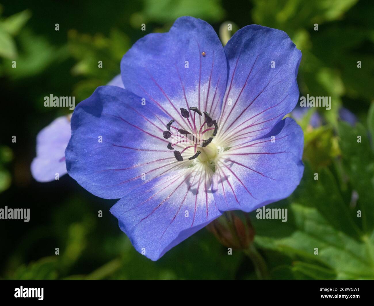 A close up of the purple flowers of the the popular Geranium Rozanne Stock Photo