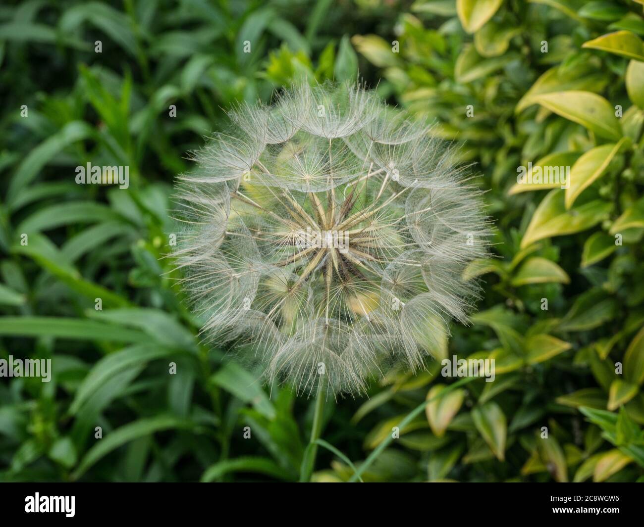 A close up of the large dandelion like seedhead of Goats-Beard Tragopogon pratensis Stock Photo