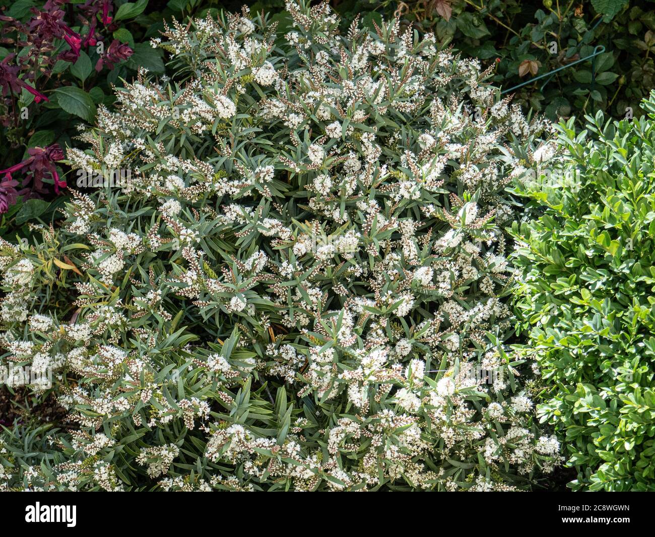 A well grown plant of Hebe recurva covered the the typical short white spikes of flower Stock Photo