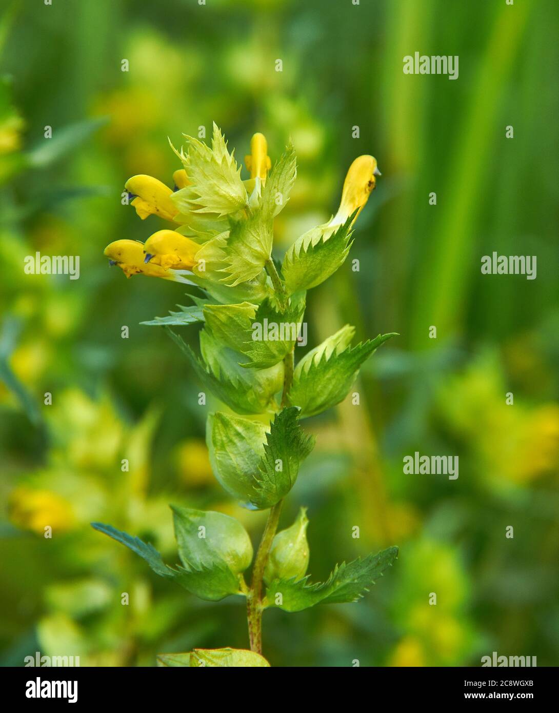 Temperate grasslands hi-res stock photography and images - Alamy