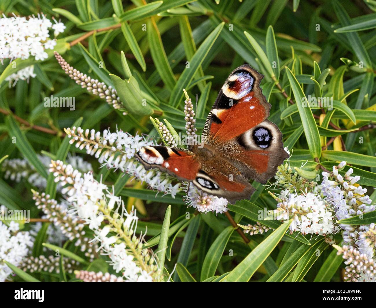 A close up of a peacock butterfly - Inachis io feeding on a white hebe flower Stock Photo