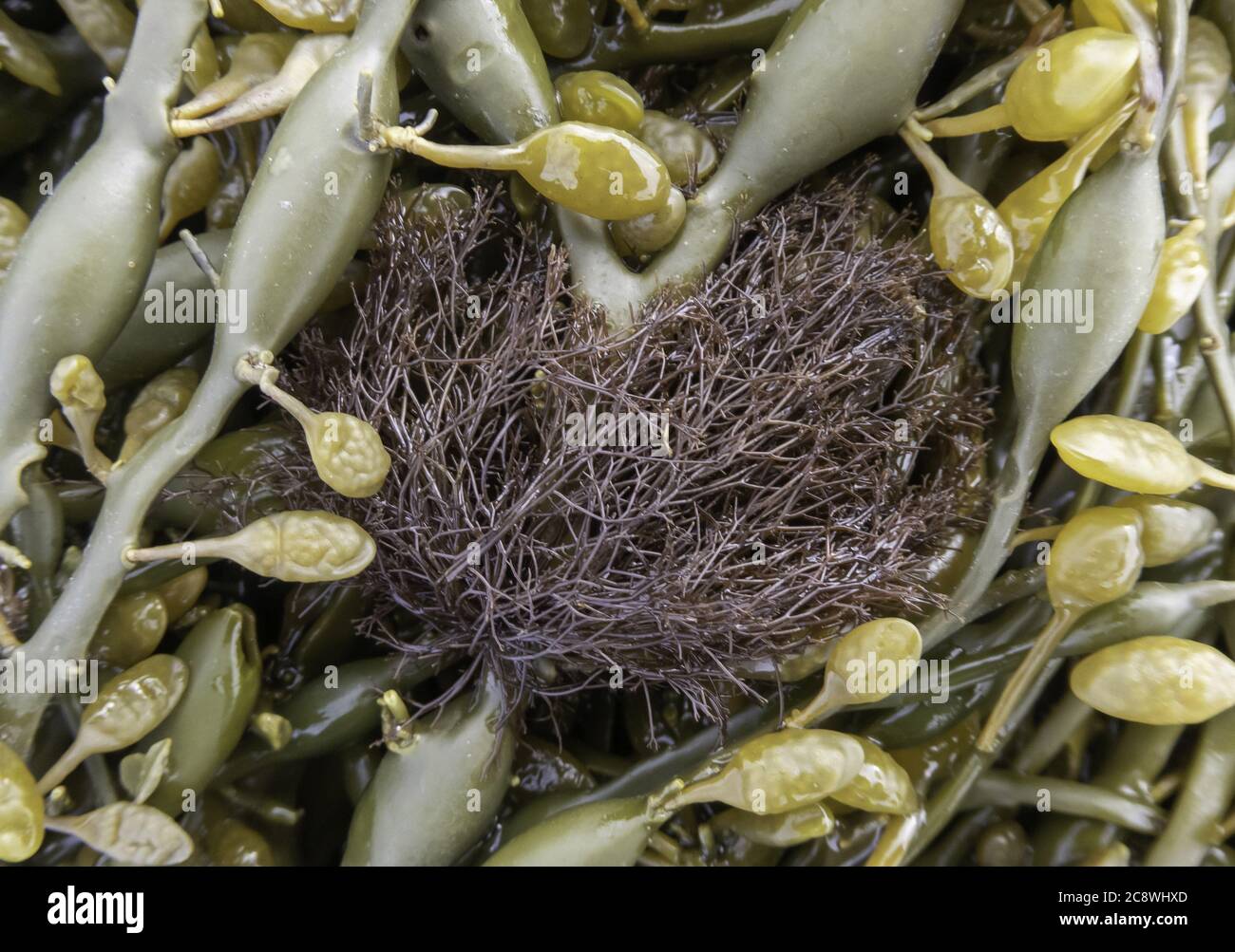 Polysiphonia lanosa on Knotted, june 2020 | usage worldwide Stock Photo