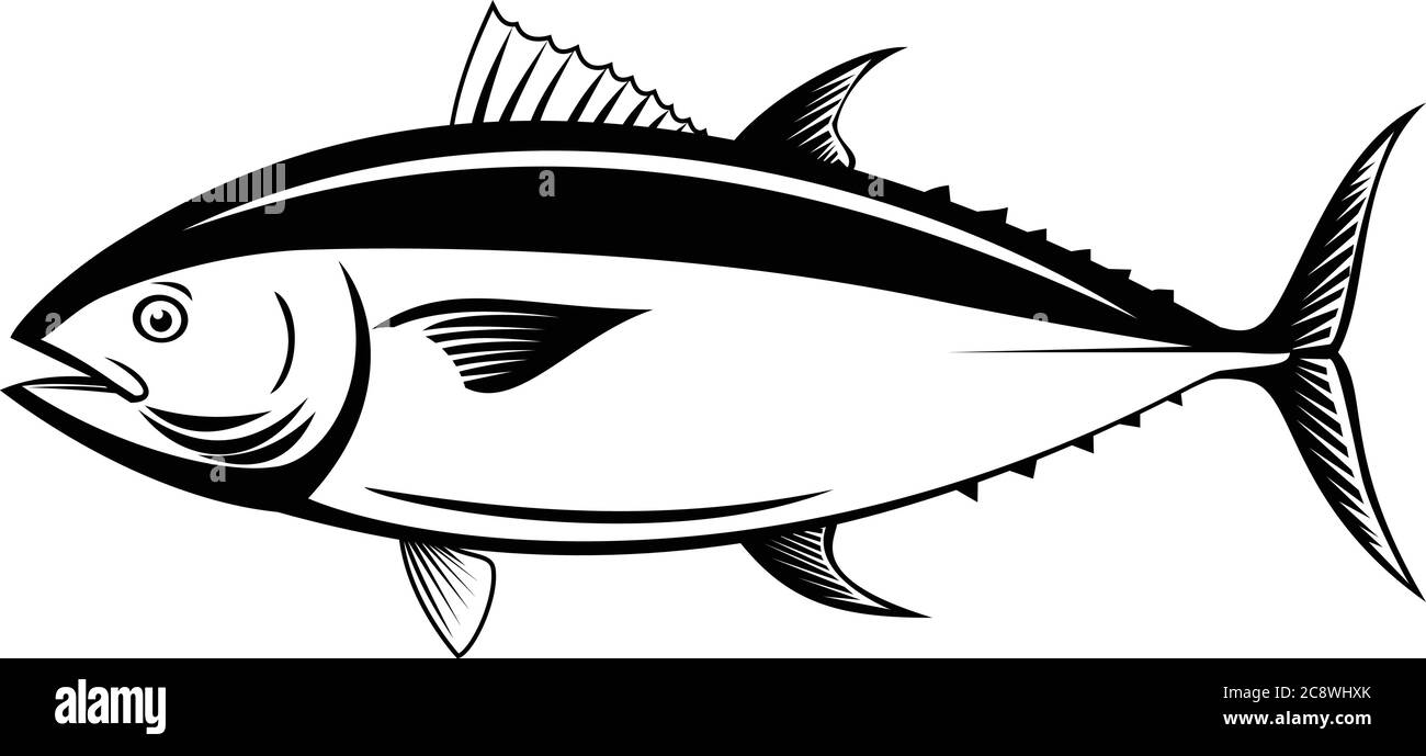Retro style illustration of an Atlantic bluefin tuna, northern bluefin tuna, giant bluefin tuna or tunny, a fish species in the family Scombridae view Stock Vector