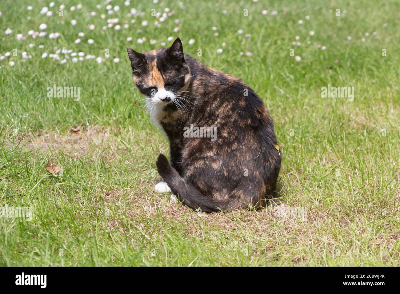 Sitting tortoiseshell cat in the grass of a garden Stock Photo - Alamy