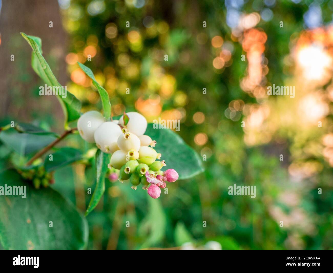 Snowberries (Symphoricarpos Albus) closer look at flowers and berries Stock Photo