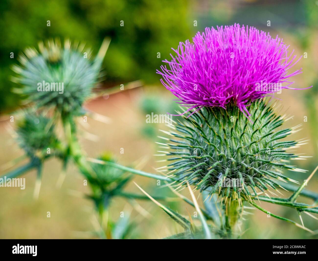 Closer look at purple spiny plumeless thistle flower(Carduus Acanthoide ...