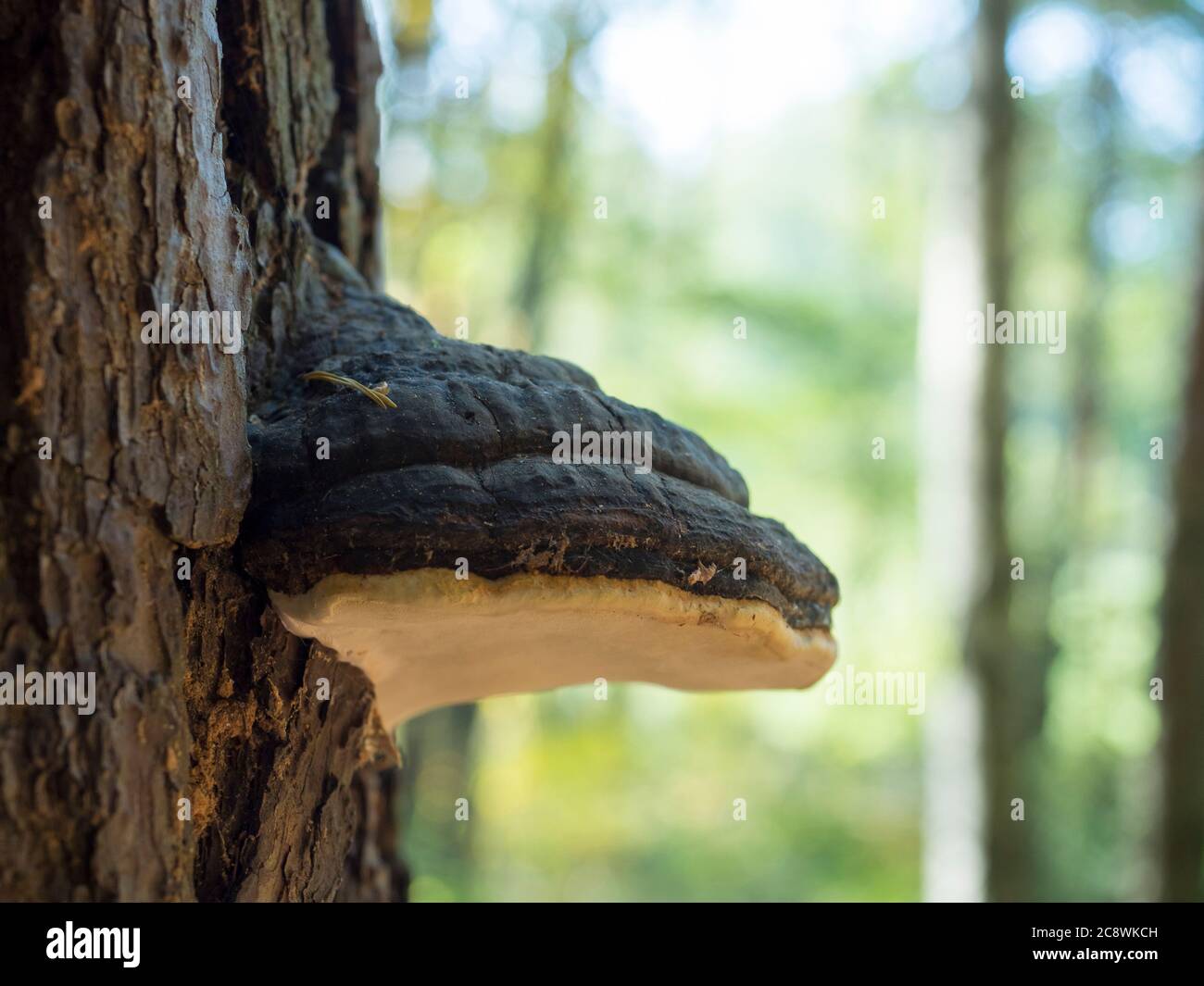 Close up Willow bracket fungus, Phellinus igniarius, also called fire sponge, is a major cause of white rot, selective focus Stock Photo