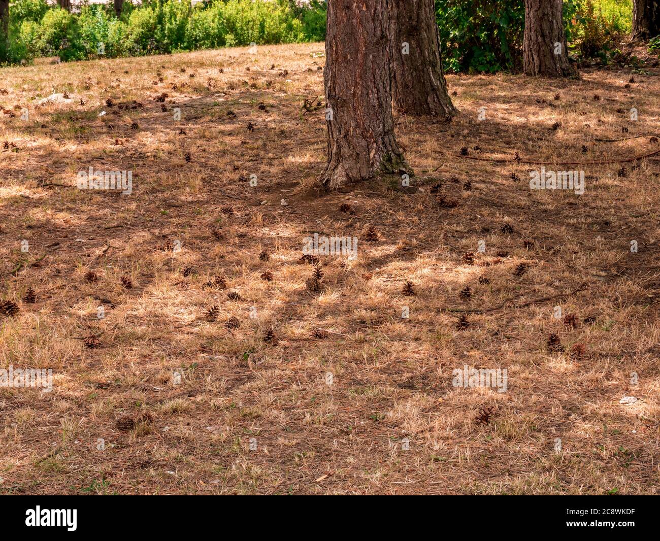 Pine cones on a dry forest meadow Stock Photo