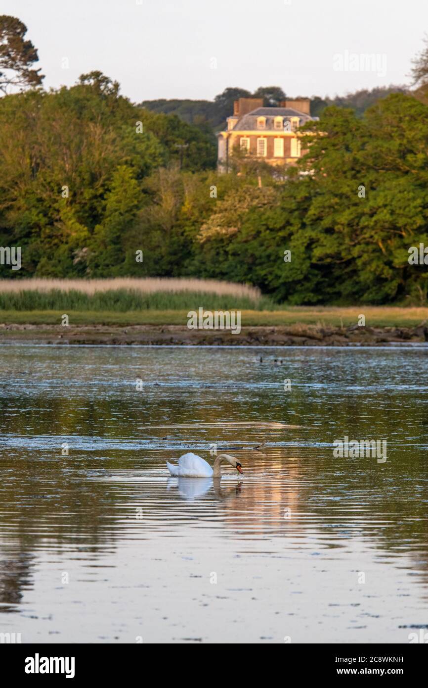Swan on the River Yealm estuary with Puslinch house in the background