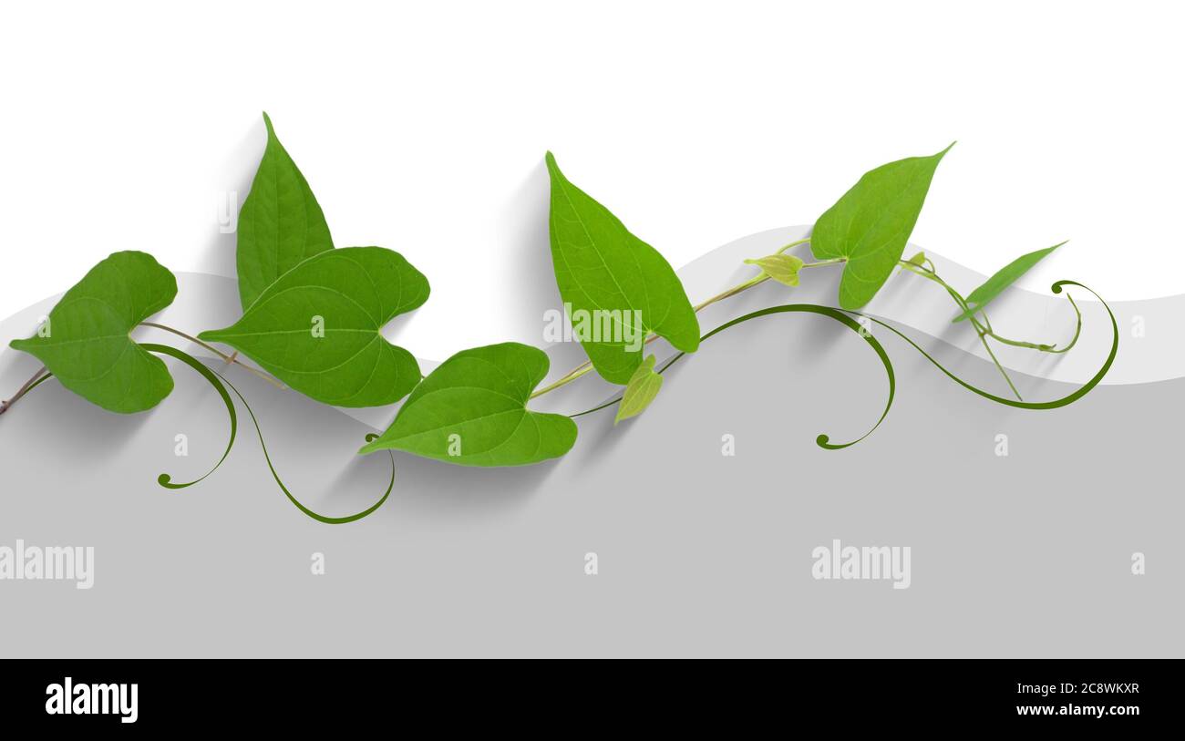 Tropical leaf isolated on white background Stock Photo - Alamy