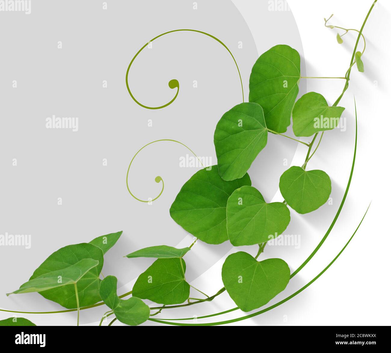Tropical leaf isolated on white background Stock Photo - Alamy