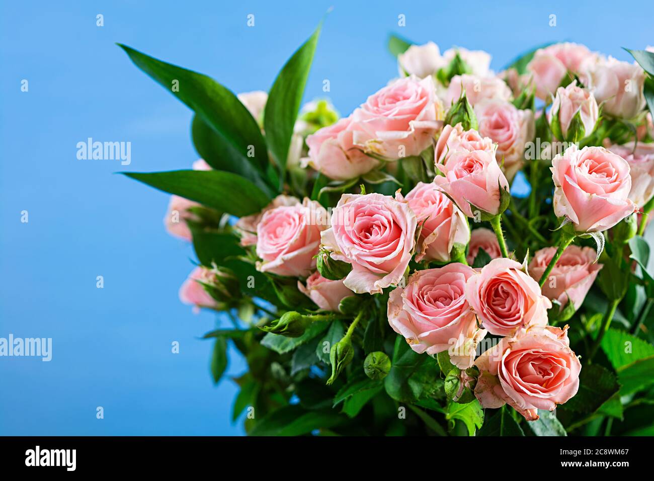 Bouquet of several branches of pink roses. Background of pink roses ...
