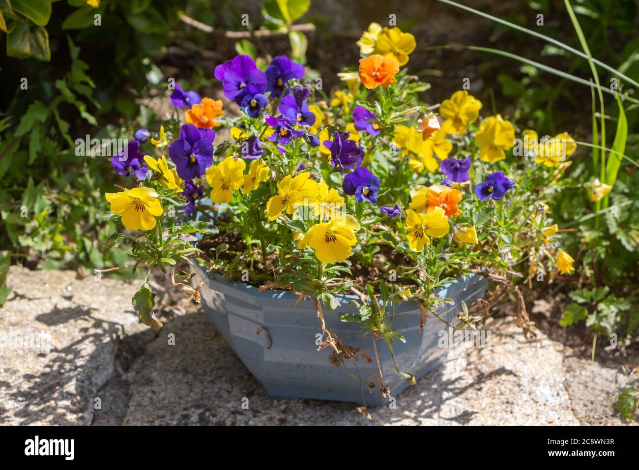 Pansy flowers in a flowerpot in a garden during spring Stock Photo