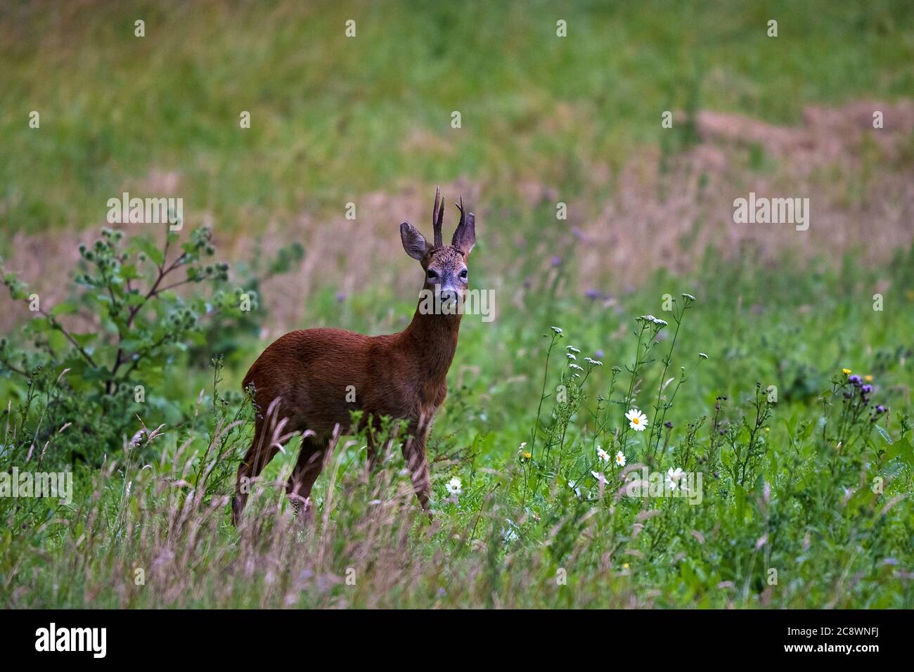 European Roe deer (Buck) -Capreolus capreolus. Stock Photo