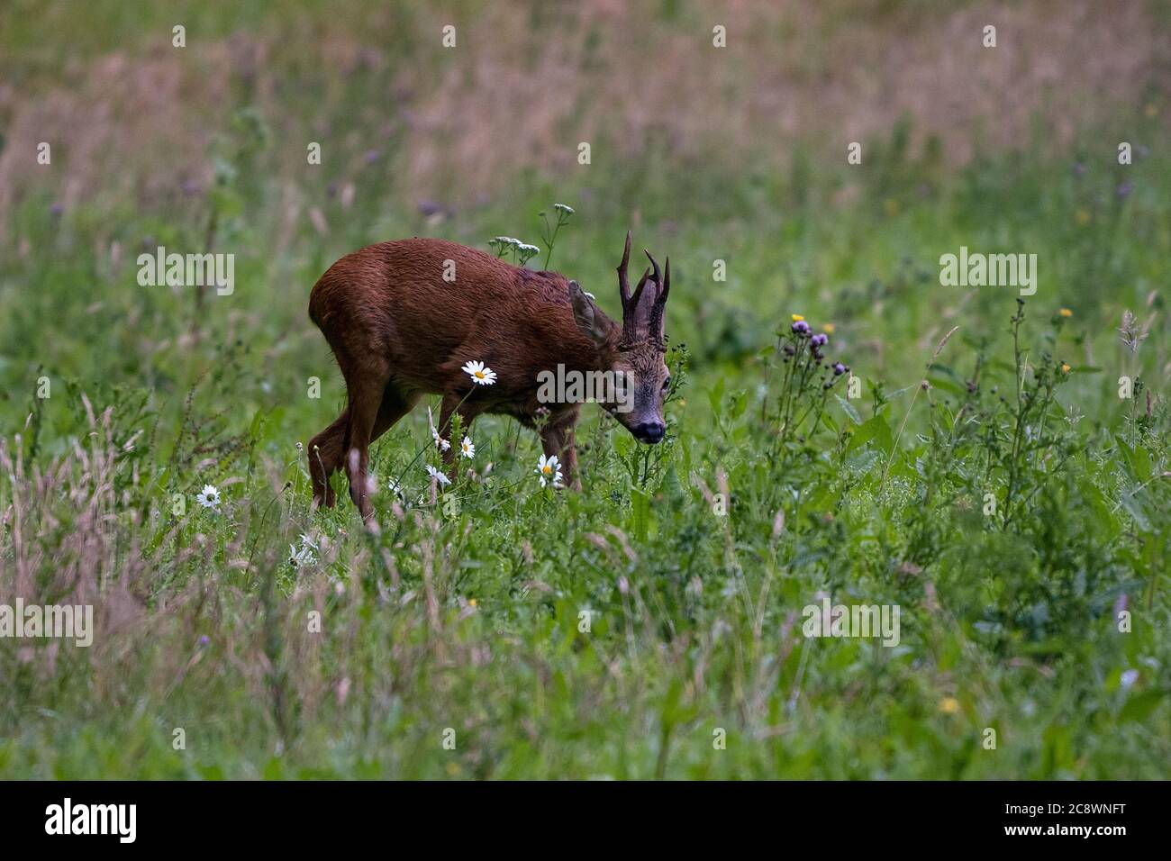 European Roe deer (Buck) -Capreolus capreolus. Summer Stock Photo