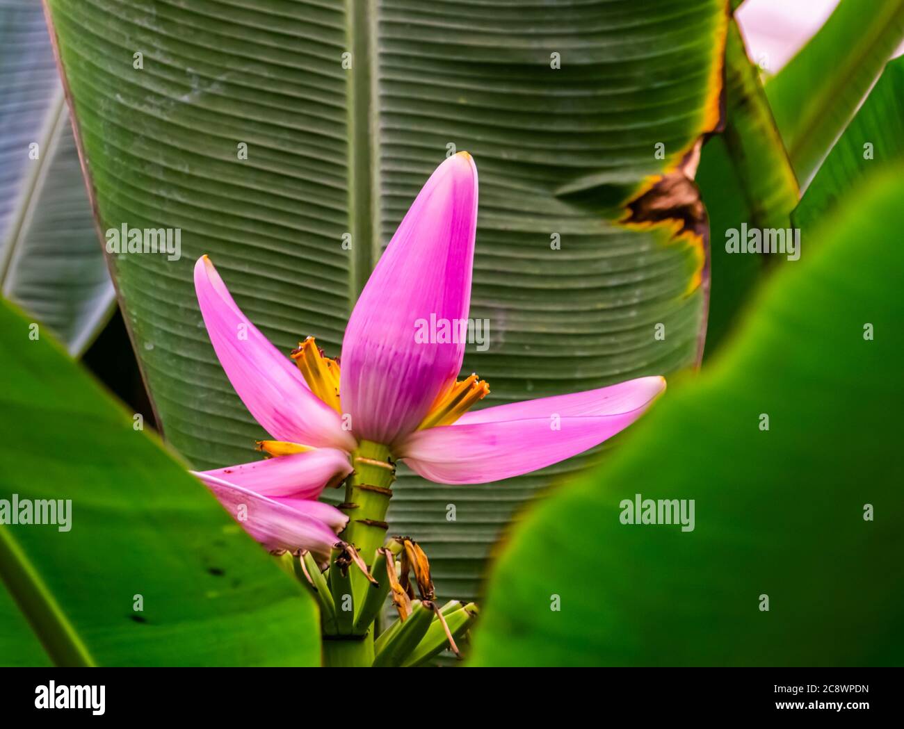 Pink banana plant flower in closeup, tropical plant specie from