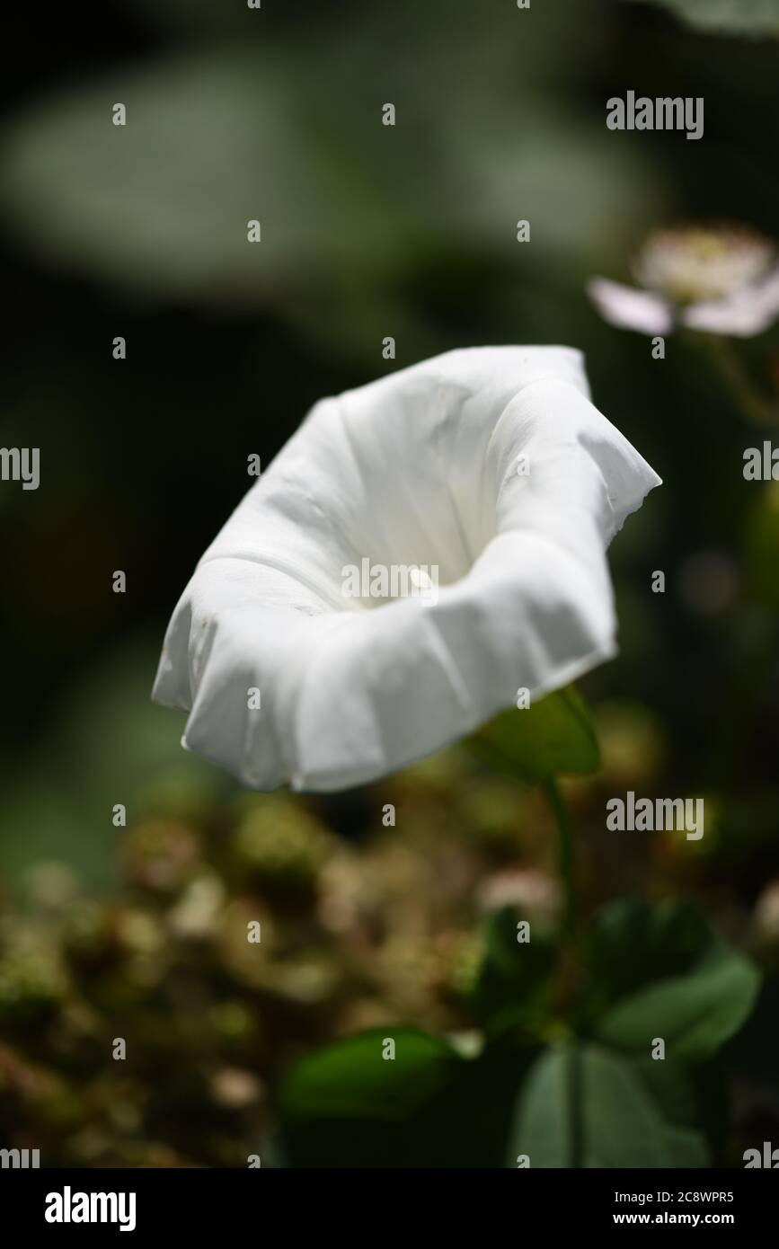 macro flower Stock Photo