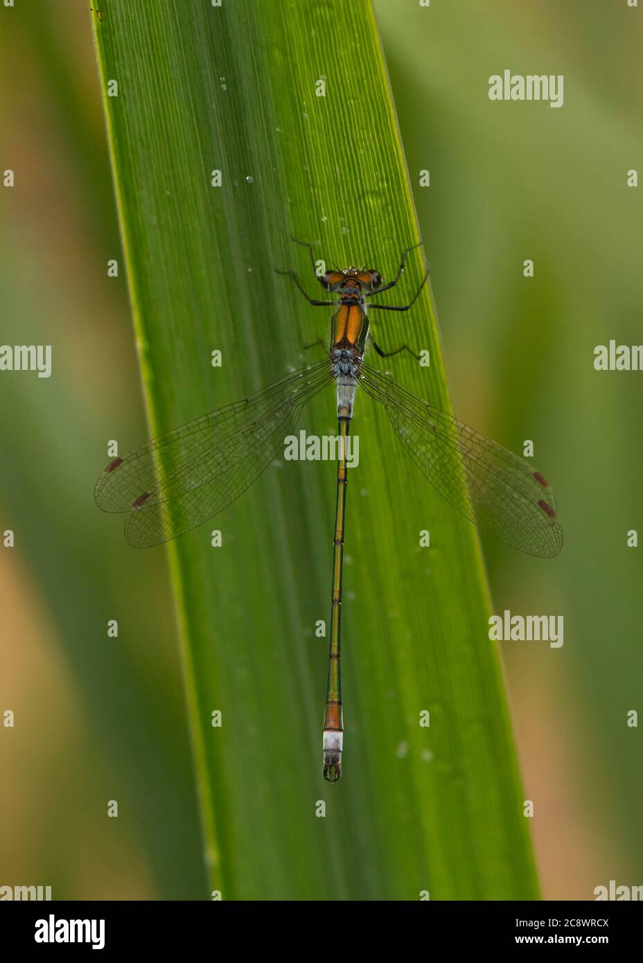 Emerald damselfly (Lestes sponsa), male resting on flag iris, Dumfries ...
