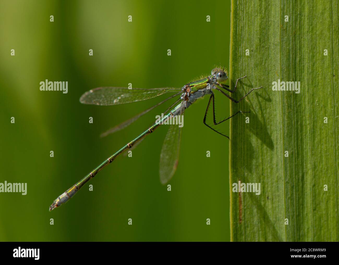 Emerald damselfly (Lestes sponsa), male resting on flag iris, Dumfries ...