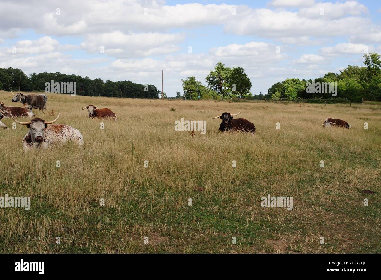 Cows resting in a field Stock Photo