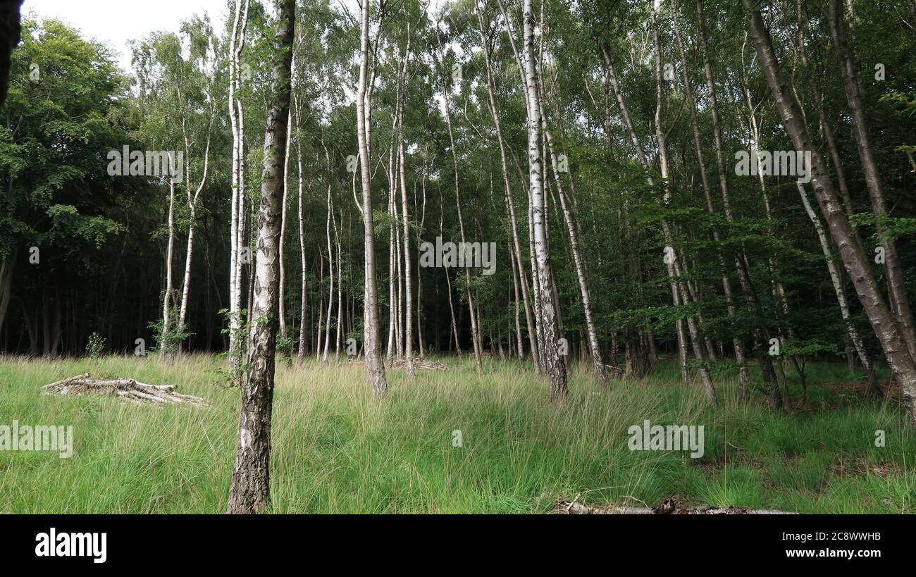 Birch tree forest with bile of dead branches Stock Photo