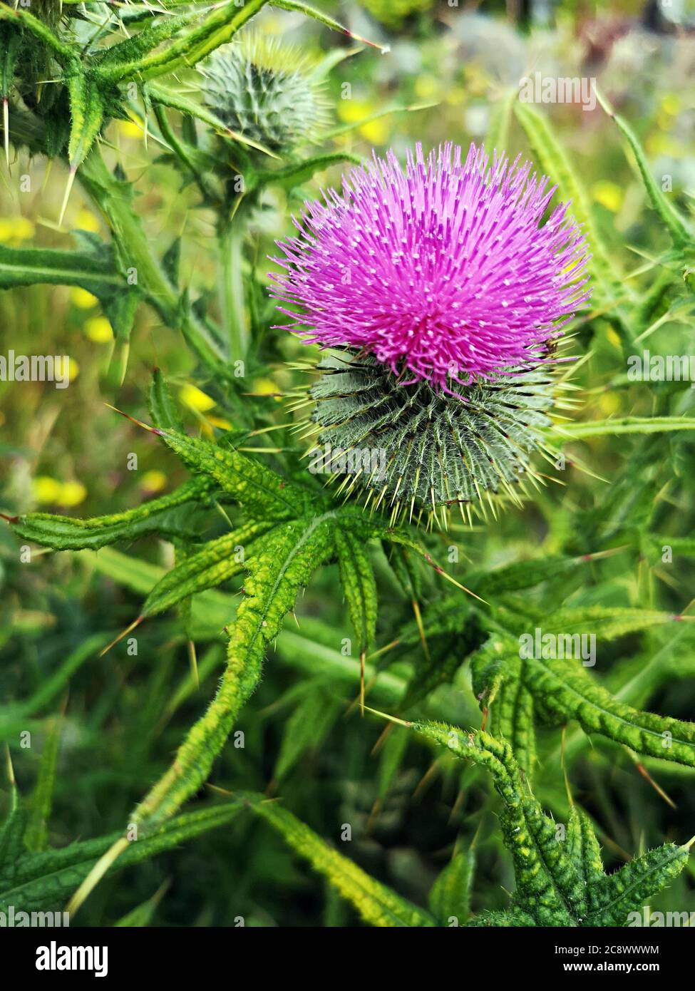 Wild thistle plants blossoming in purple in the Connemara countryside, Ireland Stock Photo