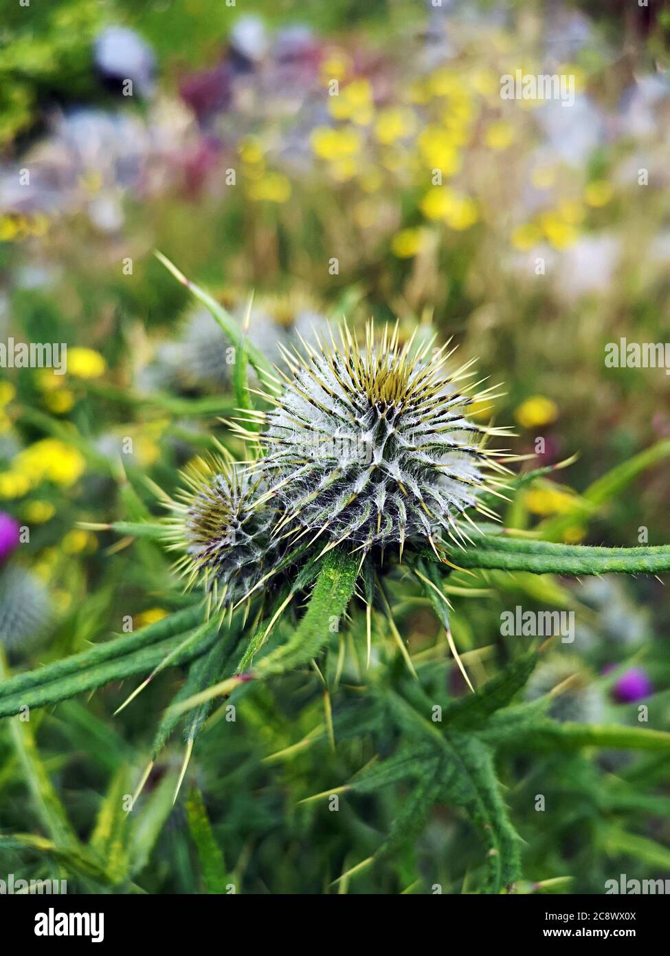 Wild thistle plants blossoming in purple in the Connemara countryside, Ireland Stock Photo