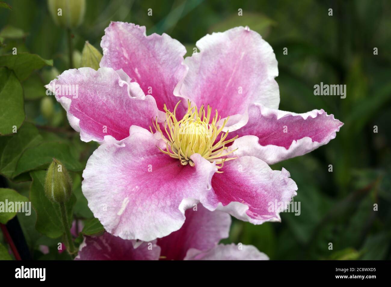 Clematis 'Piilu' a pink hybrid cultivated herbaceous perennial garden flower climbing shrub stock photo Stock Photo