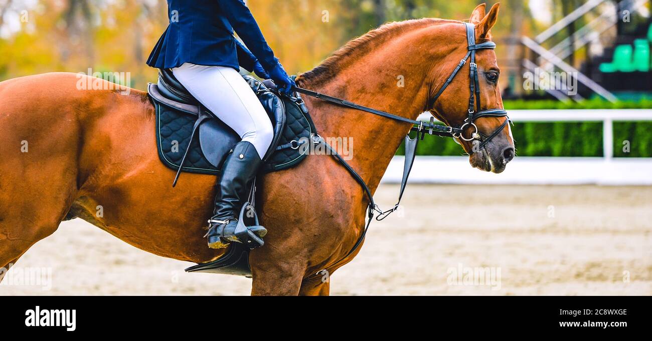 Horse and rider in uniform performing jump at show jumping competition