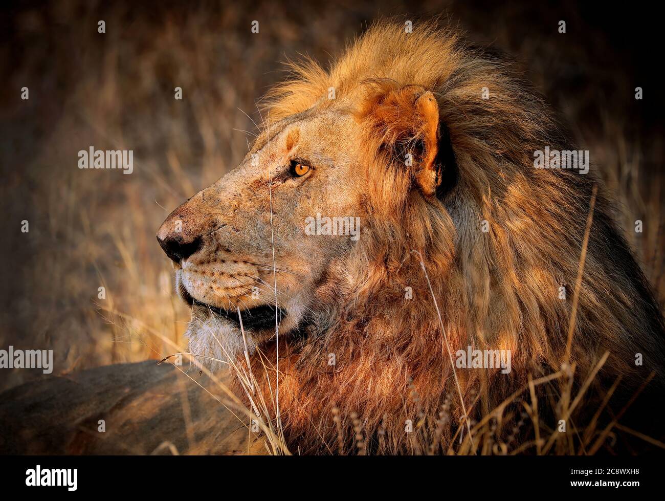 Lion in the warm light of the day, South Africa Stock Photo