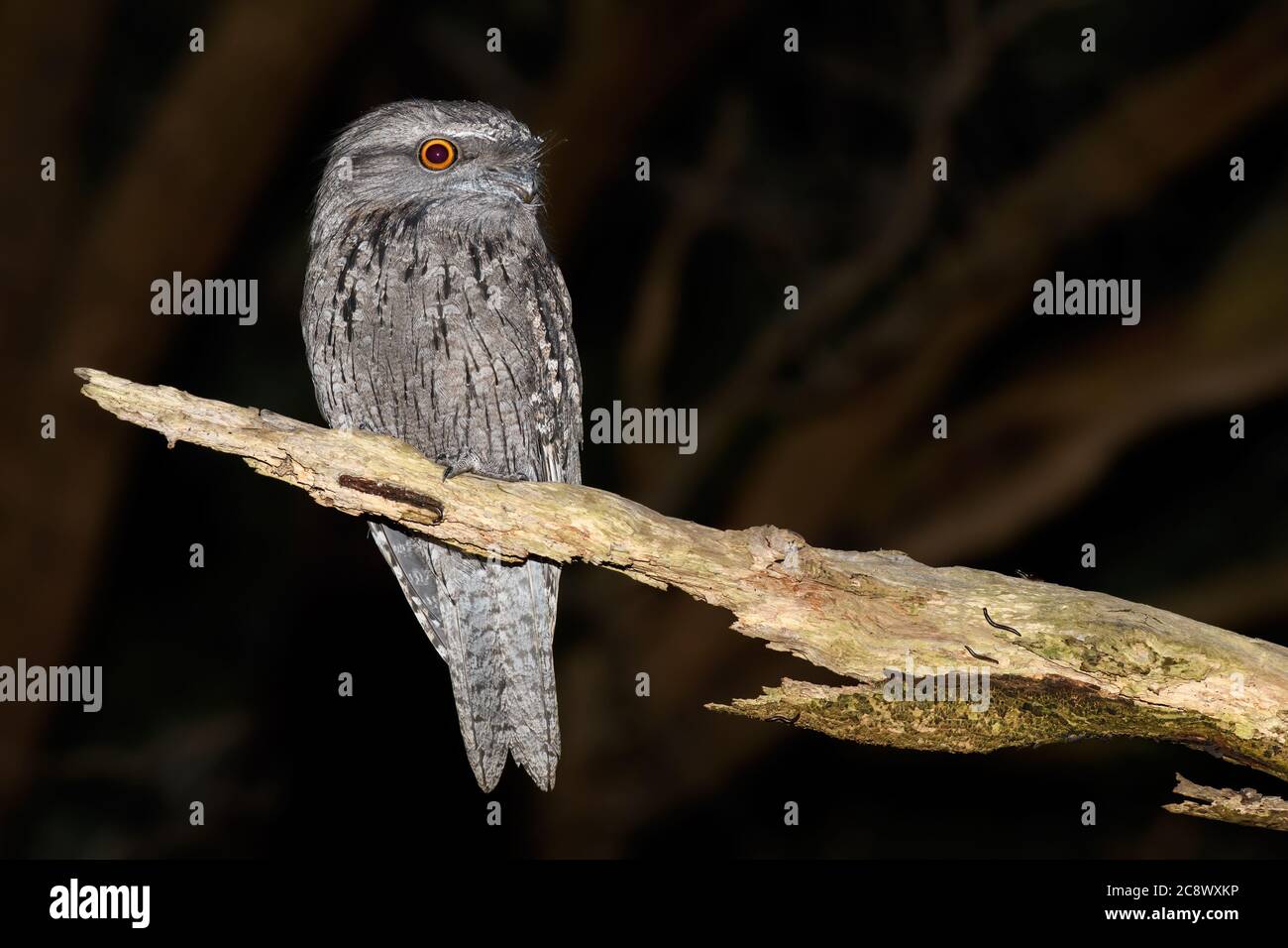 Tawny Frogmouth at nigh time perch. Stock Photo