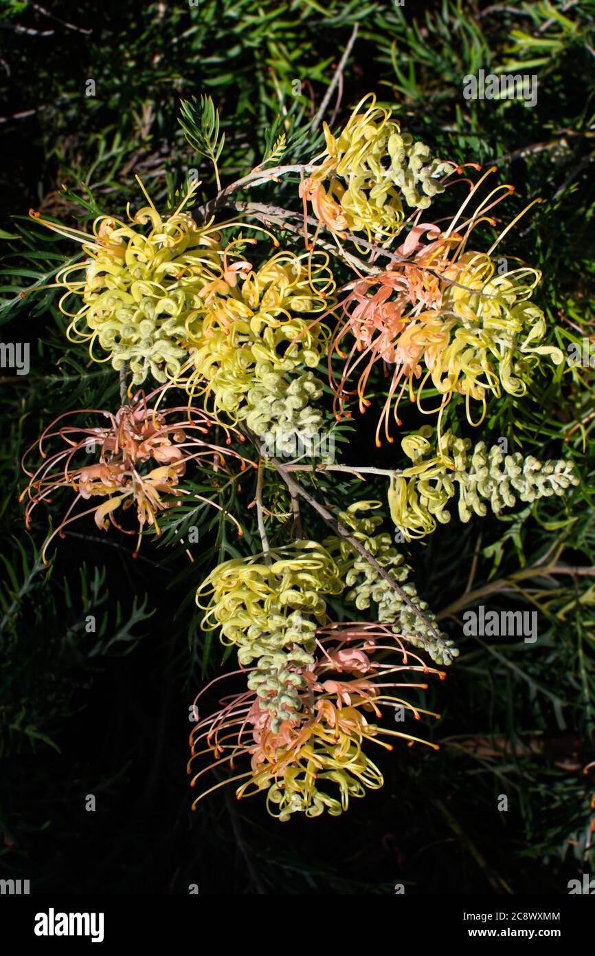 Grevillea "Peaches and Cream Stock Photo Alamy