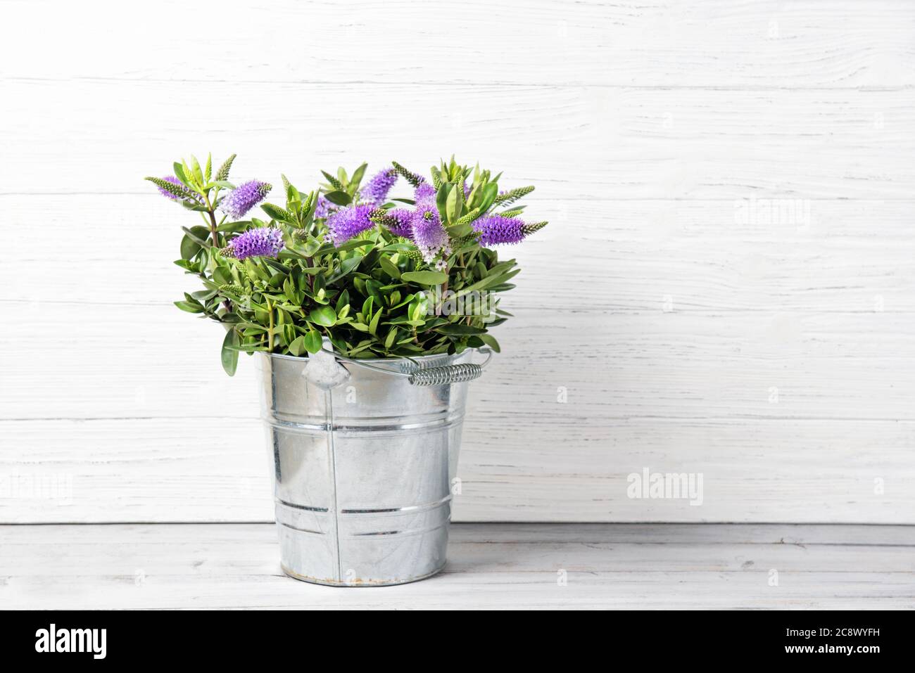 Fresh beautiful purple Hebe flowers in a bucket, wooden background with copy space Stock Photo