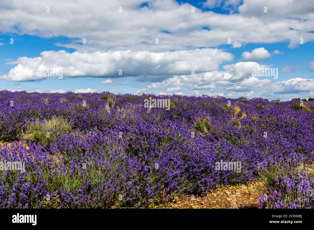 Rows of beautiful Lavender flowers in the English countryside in summer Stock Photo