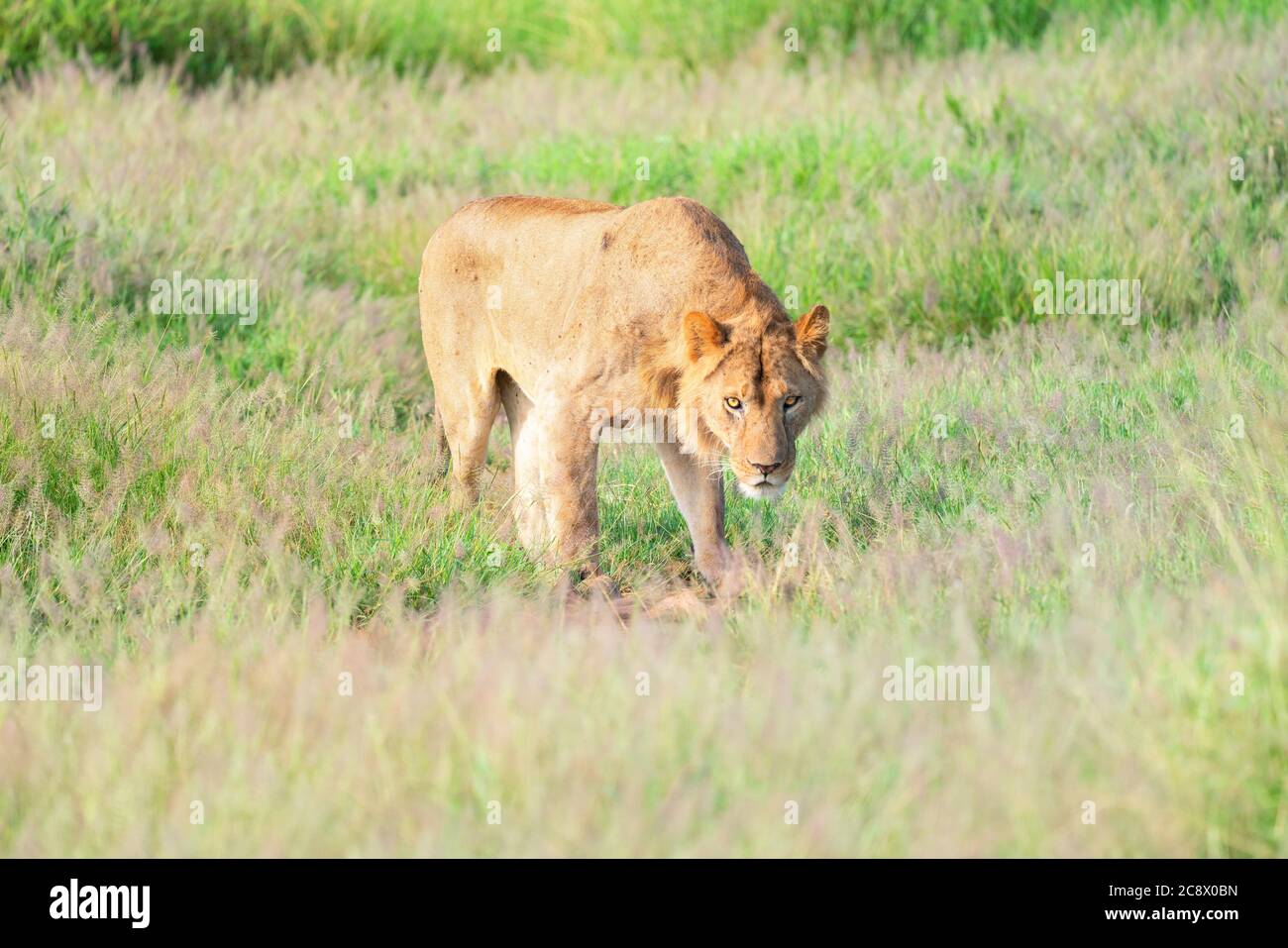 Afrikanischer Löwe Stock Photo