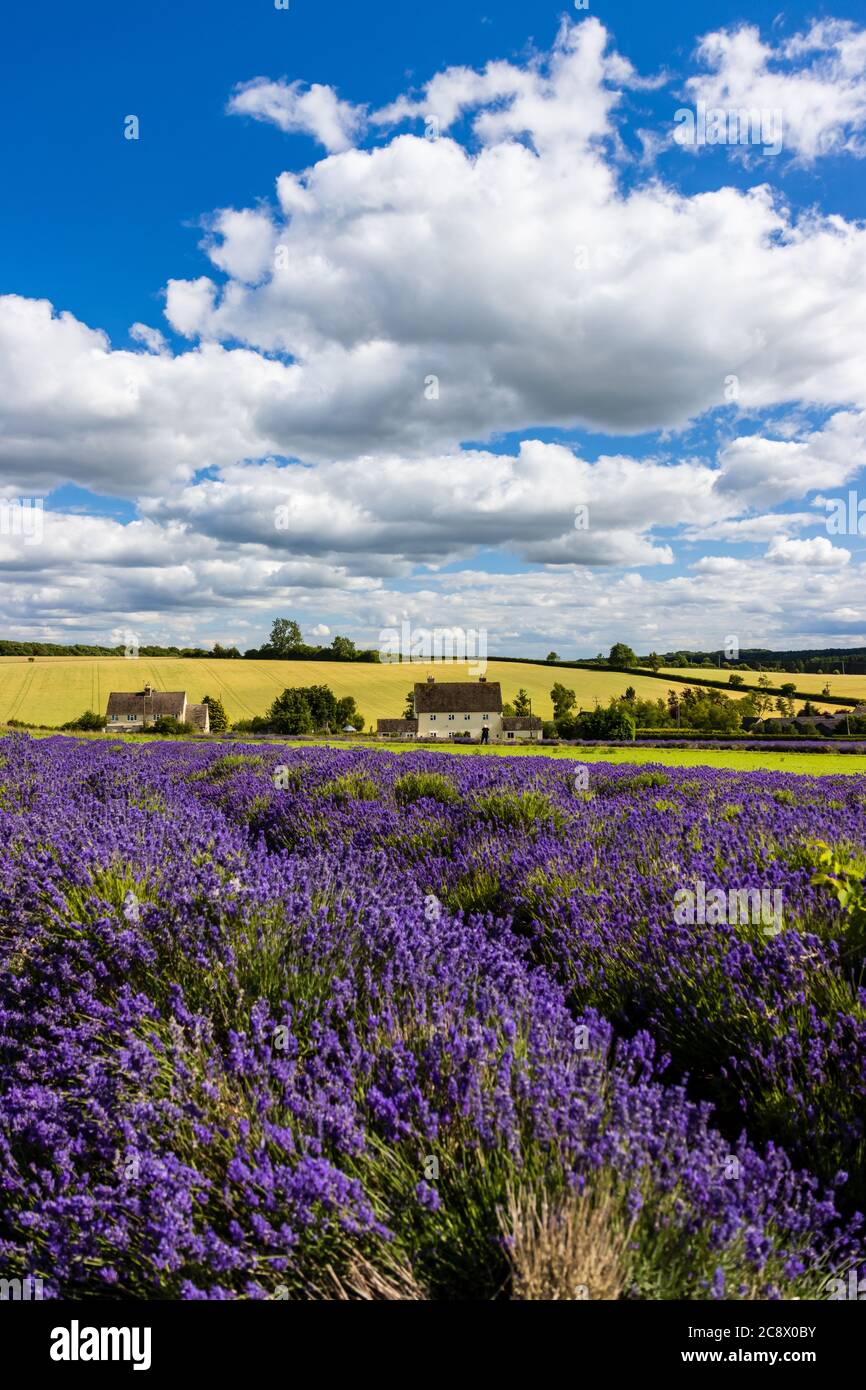 English countryside in summer hi-res stock photography and images - Alamy