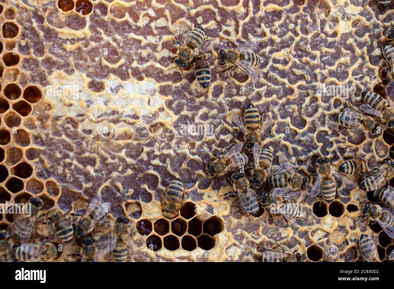 Honey sealed in honeycombs from beeswax. Bees on honeycombs inside the ulayers. Closeup. Stock Photo