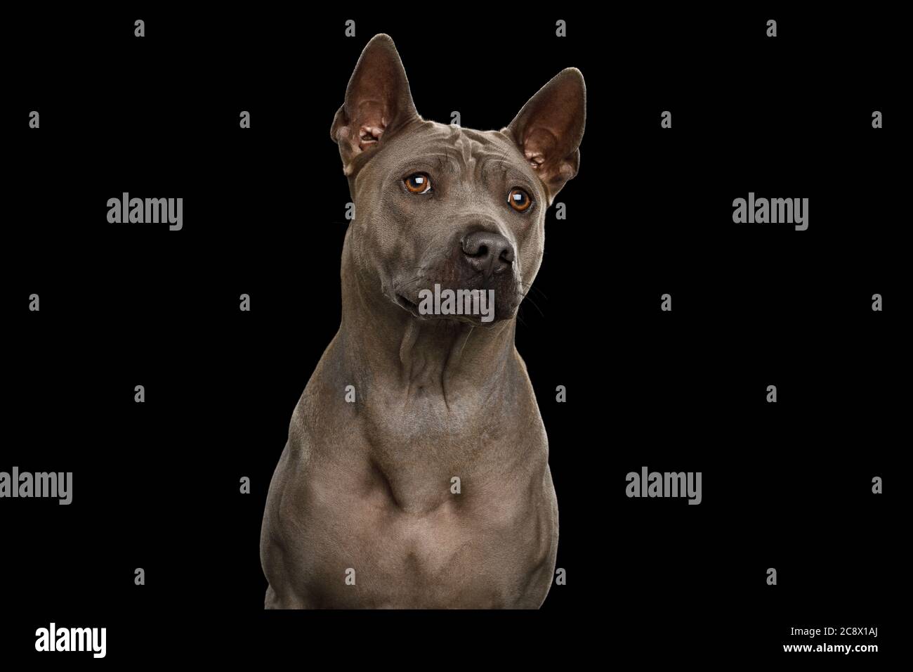 Portrait of Thai Ridgeback Dog on isolated black background Stock Photo