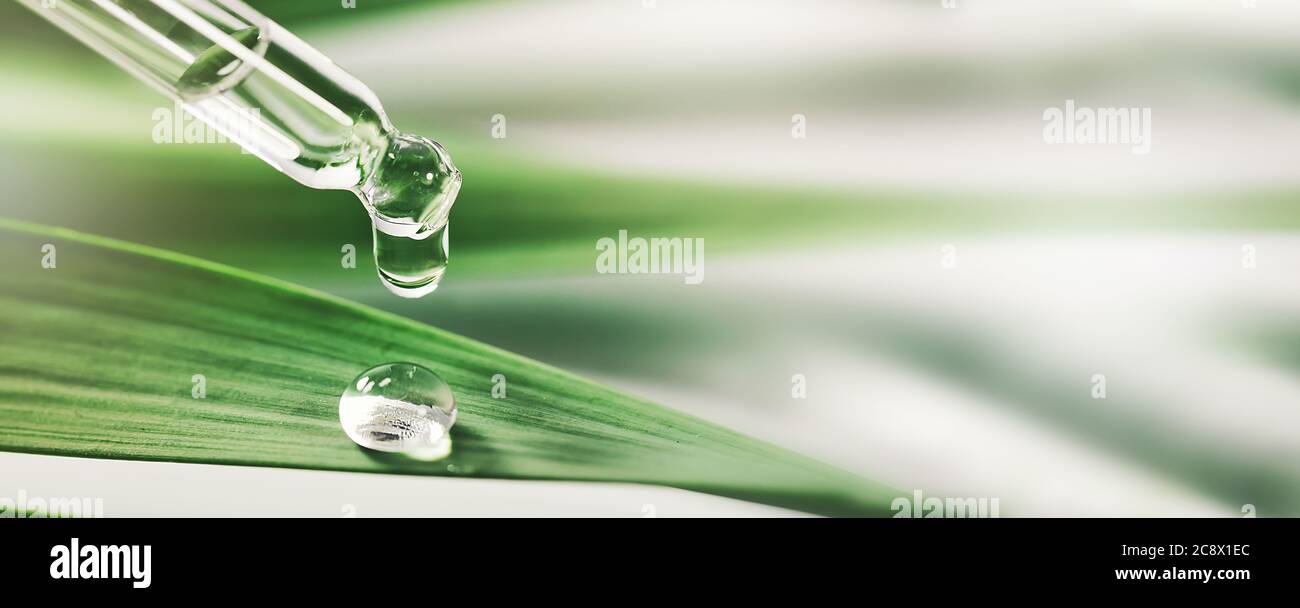 essential oil drop from dropper on green leaf. beauty, wellness and body care. banner Stock Photo