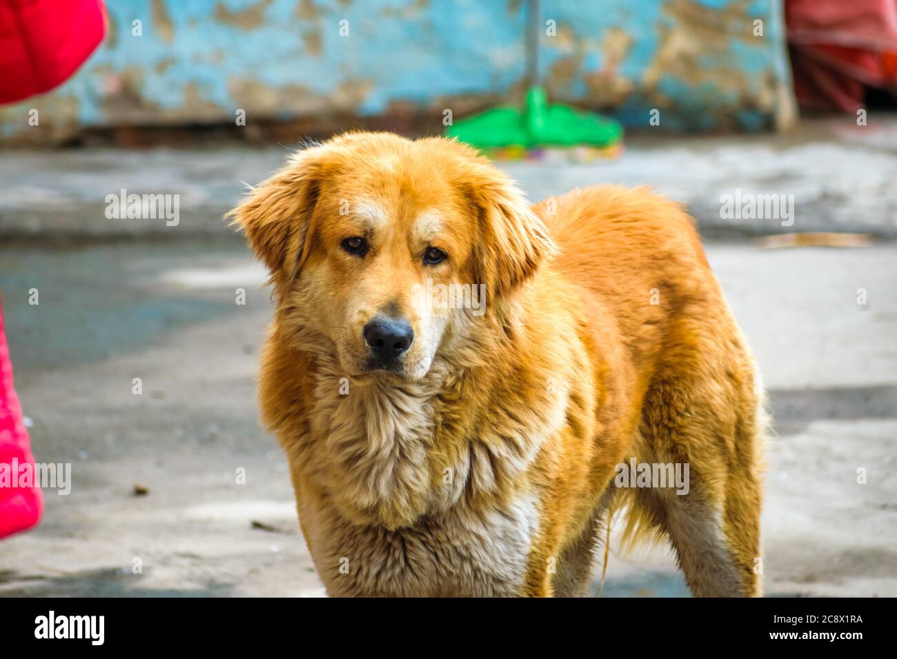 Portrait shot of a furry Himalayan dog Stock Photo
