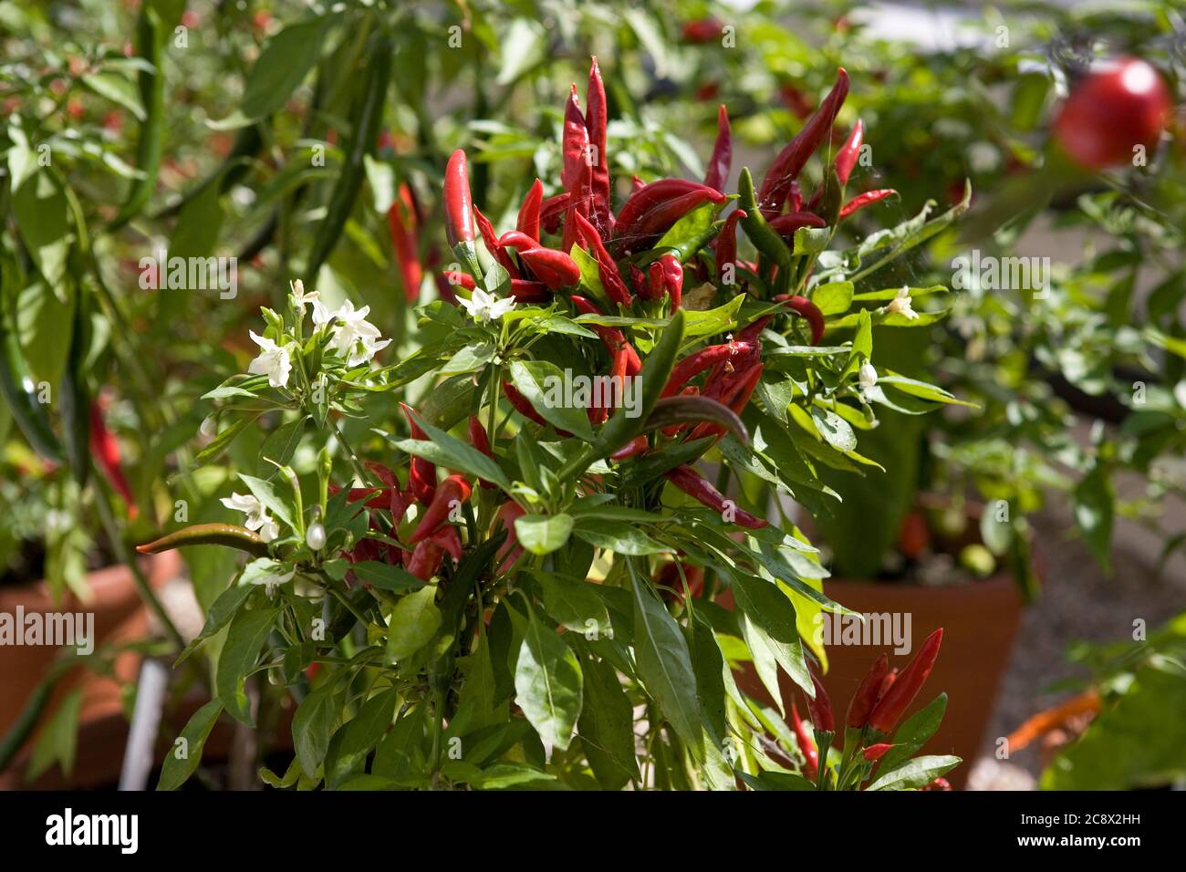 Chillies (Capsicum frutescens 'Thai Burapa') growing in a Victorian greenhouse, West Dean Gardens, West Sussex, England, UK Stock Photo