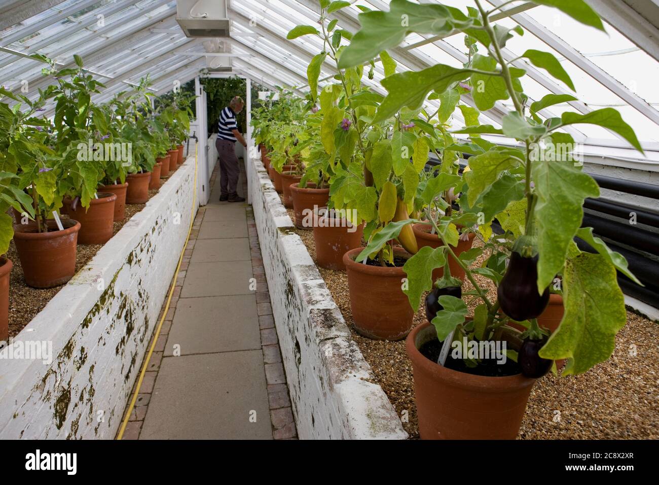 Aubergines (Solanum melongena) in a Victorian greenhouse, West Dean