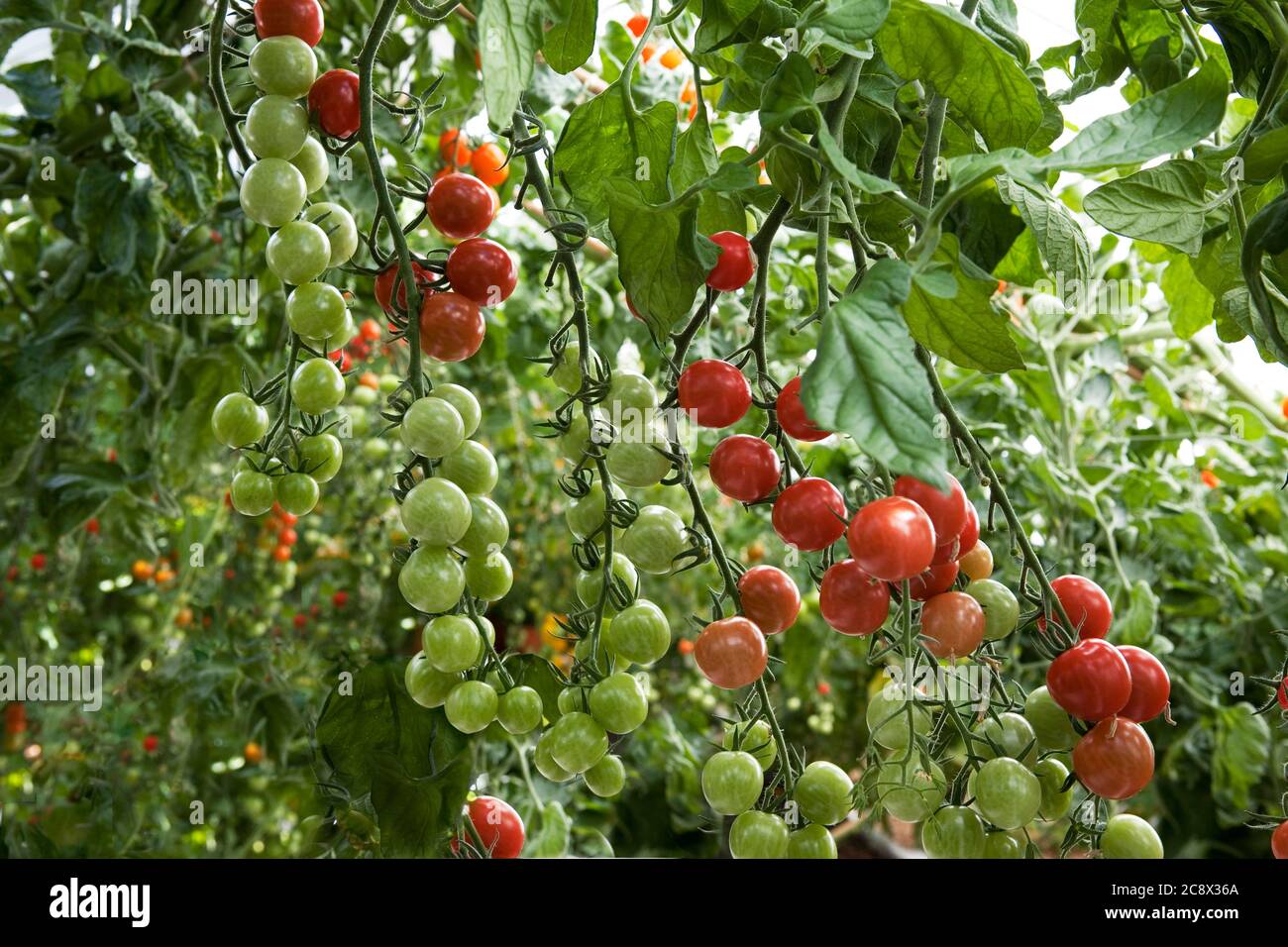 A profusion of climbing tomatoes (F1 hybrid Sweet Petit) ripening in a