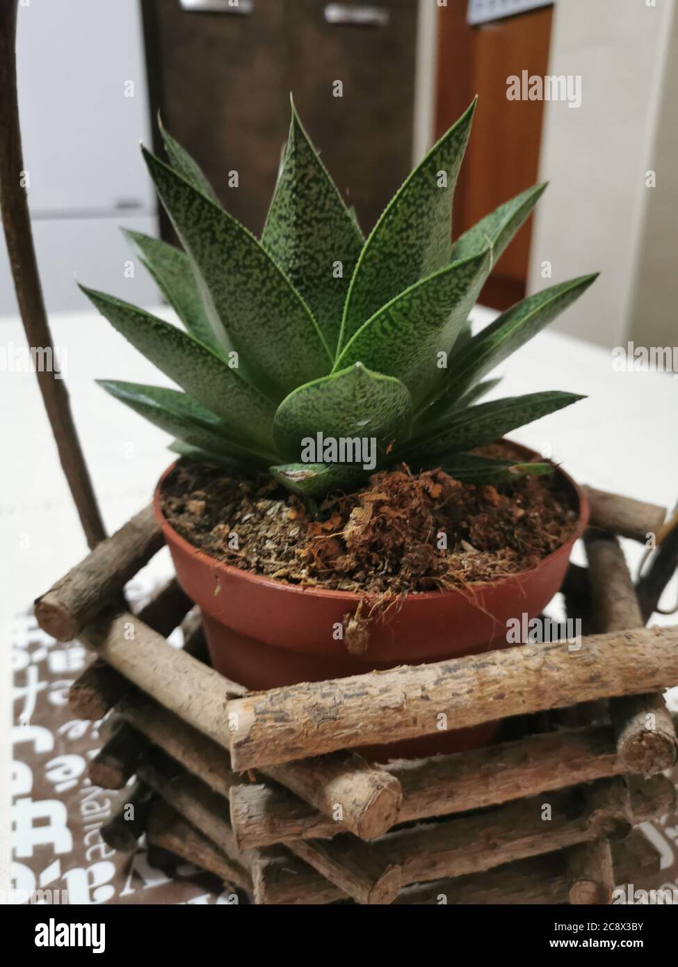 Vertical shot of Haworthia Aloe Hybrid in a pot Stock Photo - Alamy