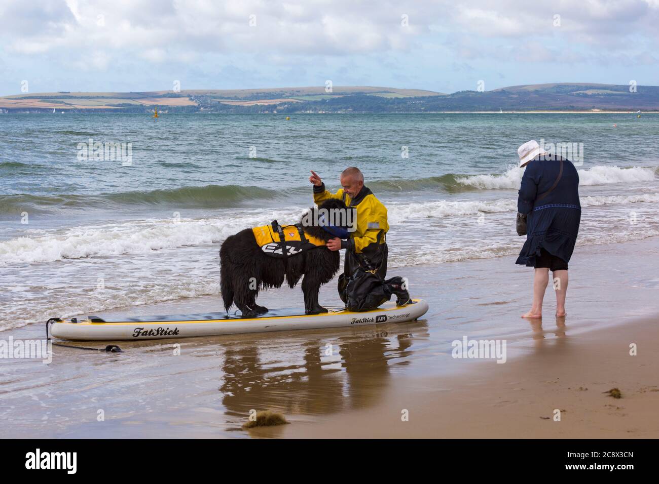Training dogs to be stress free on a paddleboard hires stock